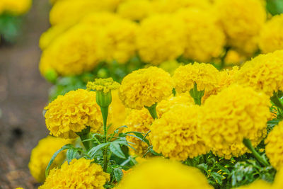 Close-up of yellow flowering plant