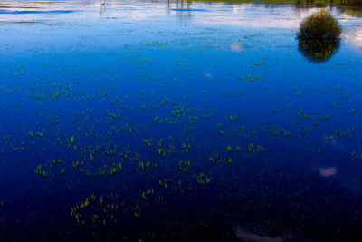 Scenic view of flowers in water