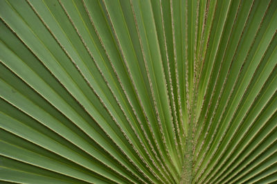 Full frame shot of a  folded leaf of a plant in a  hortus botanicus 