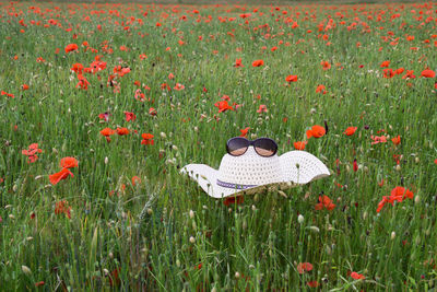 Sunglass and summer hat with flowers in the field