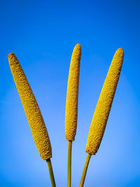 Low angle view of yellow plant against clear blue sky