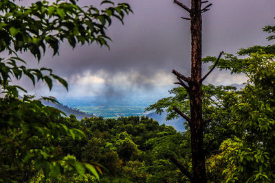 Scenic view of forest against sky