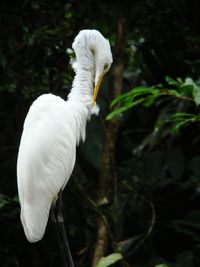 Close-up of a bird