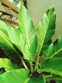 Close-up of green leaves on tree