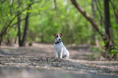 Portrait of dog sitting on land in forest