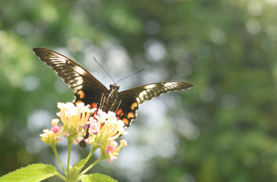Close-up of butterfly pollinating on flower