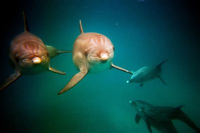 Close-up of dolphins swimming in sea