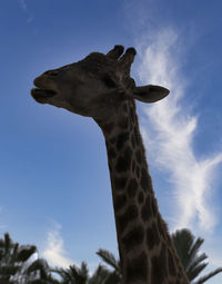 giraffe