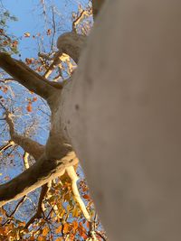 Low angle view of tree against sky