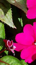 Close-up of pink flowers