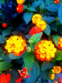 Full frame shot of colorful flowers