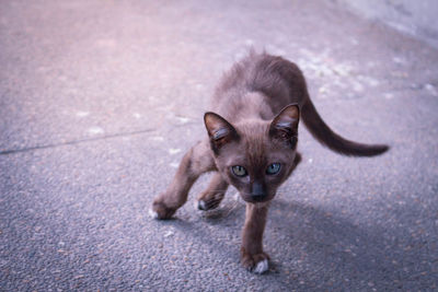 Portrait of cute cat on road in city