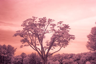 Low angle view of trees against sky during sunset