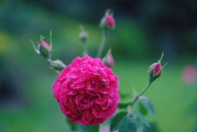 Close-up of pink flowering plant