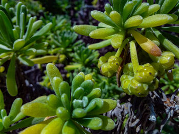 Full frame shot of plants