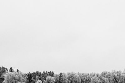 Trees on field against clear sky