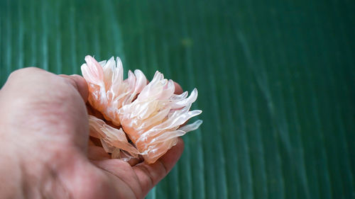 Close up of hand holding grains of orange