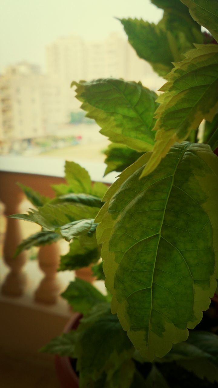 leaf, green color, growth, plant, close-up, leaf vein, focus on foreground, leaves, nature, selective focus, freshness, day, outdoors, no people, green, growing, built structure, sunlight, beauty in nature, natural pattern