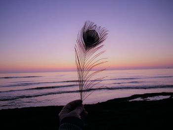 Cropped hand of person holding feather on beach against sky during sunset
