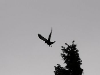 Low angle view of bird flying in sky