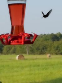 Bird flying over a field