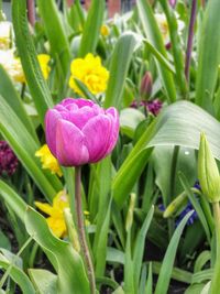 Close-up of pink flowering plant on field