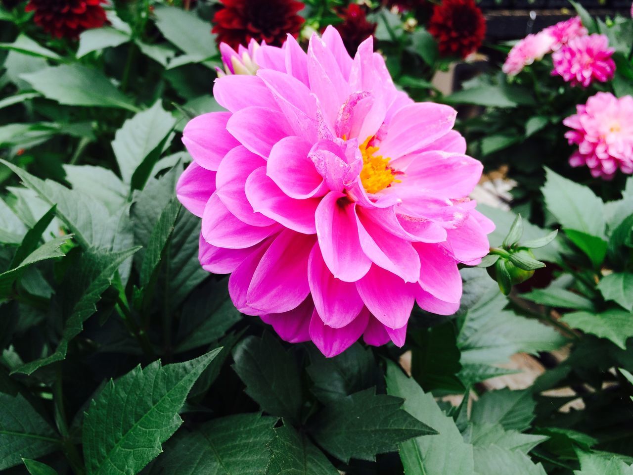 flower, freshness, petal, fragility, flower head, growth, leaf, beauty in nature, pink color, blooming, plant, nature, close-up, high angle view, in bloom, green color, purple, focus on foreground, park - man made space, pink