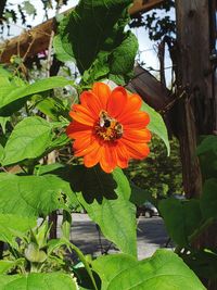 Close-up of orange flowering plant