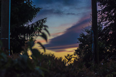 Close-up of trees against sky at sunset