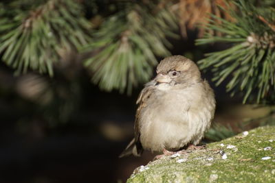 Close-up of sparrow on rock