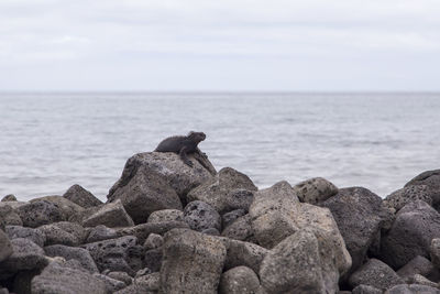 Selective focus view of large fierce looking male marine iguana seen in perched on pile of rocks