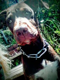 Close-up portrait of a dog