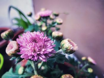 Close-up of pink flowering plant