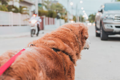 Dog lying down on road