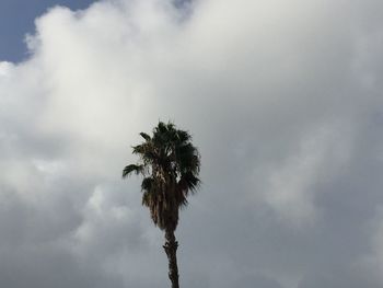 Low angle view of palm tree against cloudy sky