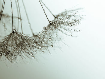 Close-up of wet plant against snow