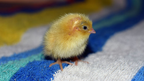 Close-up of a bird