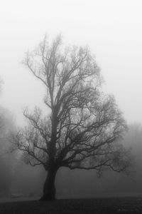 Bare tree by lake against sky