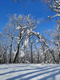 Snow covered trees against sky