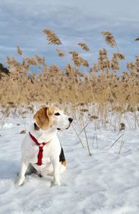 Dogs on snow covered field