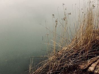 High angle view of grass on lakeshore