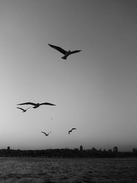 Bird flying over water