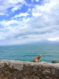 Cat sitting on retaining wall by sea against sky