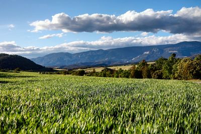 Scenic view of agricultural field against sky