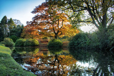 Trees by lake in forest during autumn