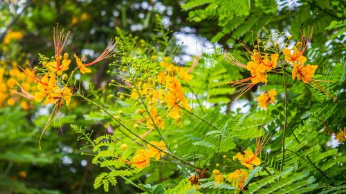 Close-up of orange flowering plant