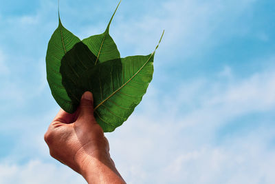 Low section of person holding leaves against sky