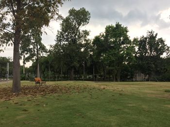 Trees on field against sky