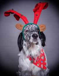 Portrait of dog wearing hat