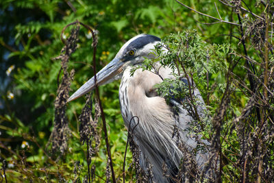 Great blue heron resting on shore